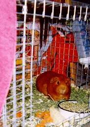 Pumpkin, chillin' in his crib